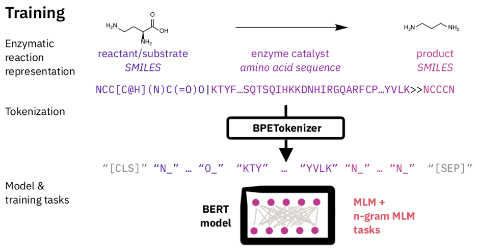 How to identify active sites in enzymes with language models?